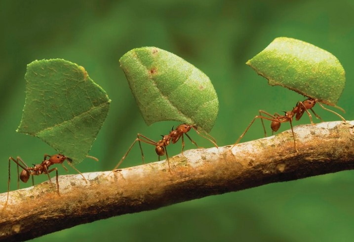 37 интересных фактов о муравьях