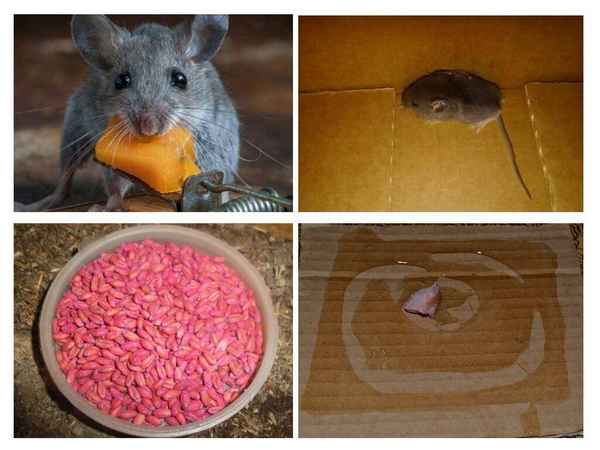 Мыши в доме: Список чего бояться и как от них избавиться? Советы +Фото и Видео