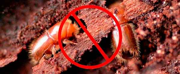 Как обезопасить дом от жука короеда: что делать, если избежать заражения не удалось +Видео