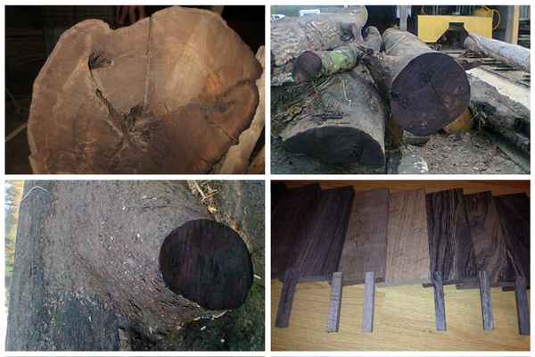 Мореная древесина – как ее добывают и область применения в интерьере +Видео