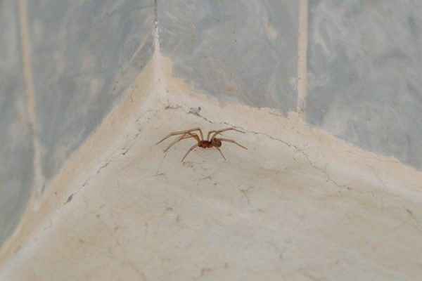 Как можно избавиться от пауков в частном доме: Народные способы и Инсектициды +Видео